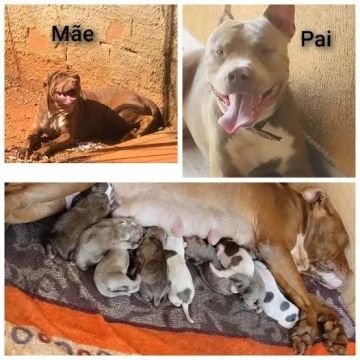 Filhotes de Pitbull puros