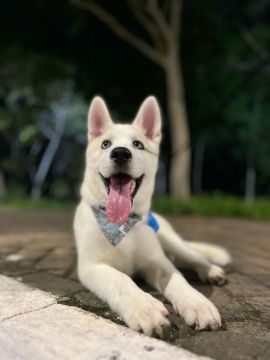 Vende-se filhote de husky siberiano 