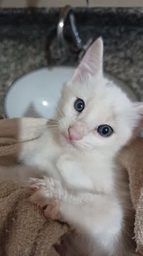 Gatinho Branco Fofo para Adoção