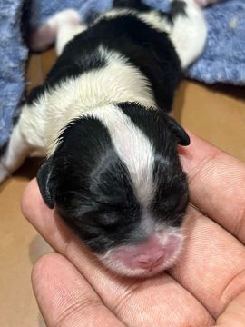 Filhote de cachorro disponível pra venda