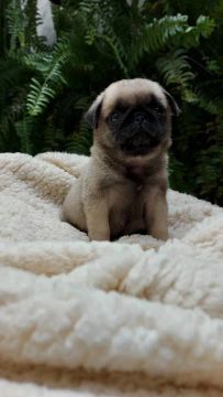 Pug Linhagens campeã, e pais importados 