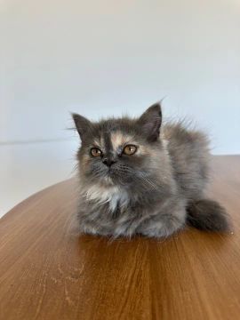 Gatinho persa cinza e branco