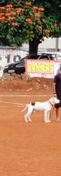 Pitbull adulto para doação 