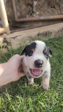 Filhote de Blue heeler