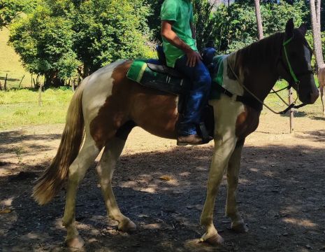 Cavalo castrado de marcha picada.