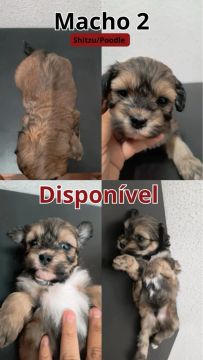 Cachorros 