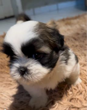 Shih Tzu mini FEMEA vacinada e vermifugada