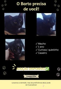 Lindos gatinhos para adoção 
