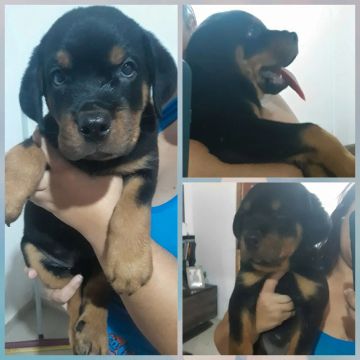 Filhotes de Rottweiler