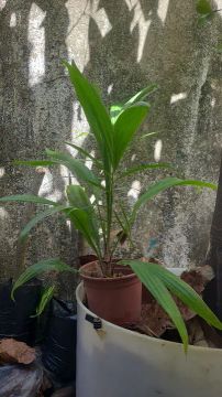 MUDAS DE COQUEIRO DENDÊ