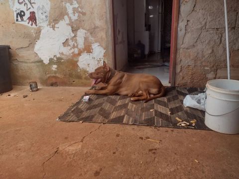 Pit monster com pedigree disponível para cobertura 