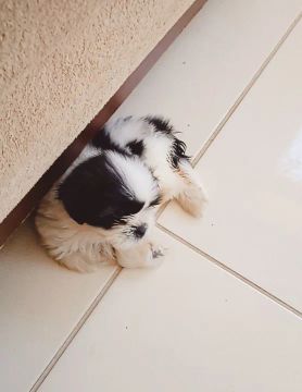 Filhote Shih Tzu Fêmea Linda e Pura