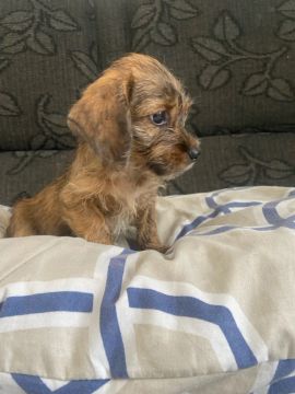 Doguinho macho 
