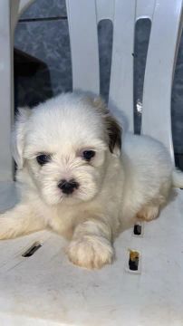 Vendo filhote de cachorro Shitzu macho valor 1.000 reais passo cartão ? ? de crédito 