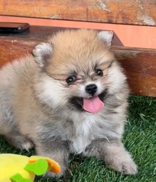Spitz alemão Filhotes machinhos e fêmeas tamanho anão com pedigree