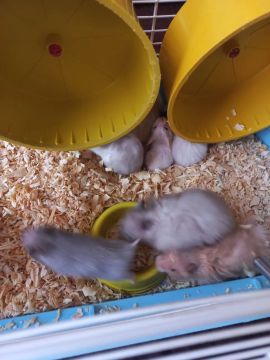 Filhotes de hamster 