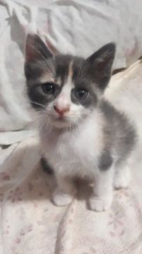 Gata Fêmea Adoção