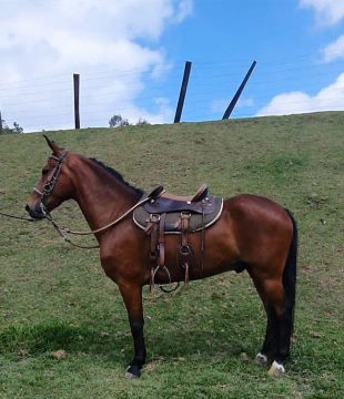 CASTRADO LUXOOOO (marcha picada)