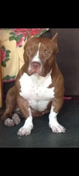 Pit monster
