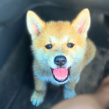 Filhote Akita Inu raça pura