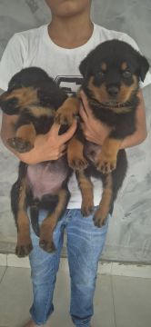  Filhotes de Rottweiler - Raros e Lindos!