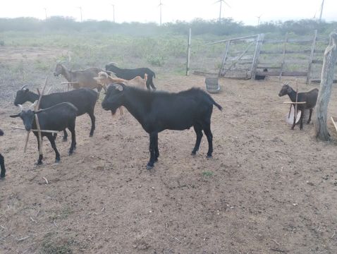 CABRAS MURCIANO GRANADINA PRA VENDER