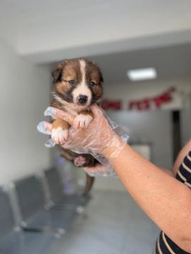 Venha dar um lar a esses Border Collie cheios de amor !!