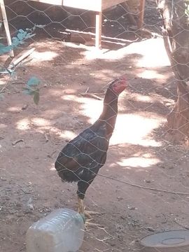 Vende se galo suro 