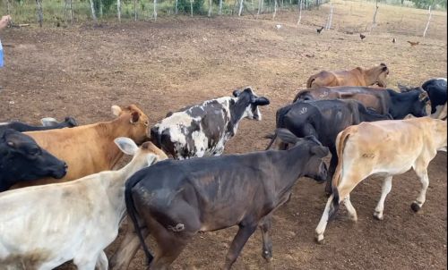 VENDO LOTE DE NOVILHAS E GARROTES