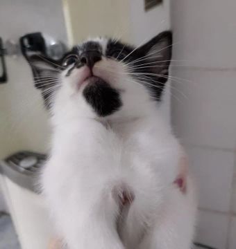 Gatinho Frajola Fofinho 