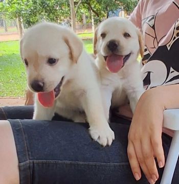 Filhotes de Labrador