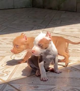 PITBULL FILHOTES TOP-OLHOS CLAROS-VACINADOS-DIVIDO NO CARTÃO 