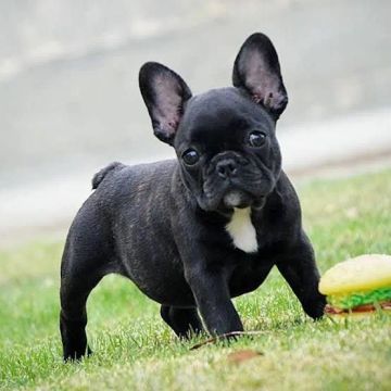 Filhote de Bulldog Francês