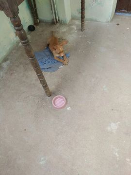 Cachorro filhote pinsher