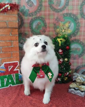 Sliptz alemão fêmea