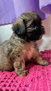 Filhote dê shihtzu 