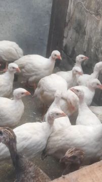 Guinea - Brancos 