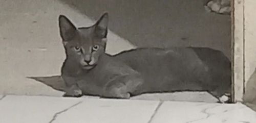 Gatinha cinza disponível para adoção, somente para quem vai realmente cuidar dela.