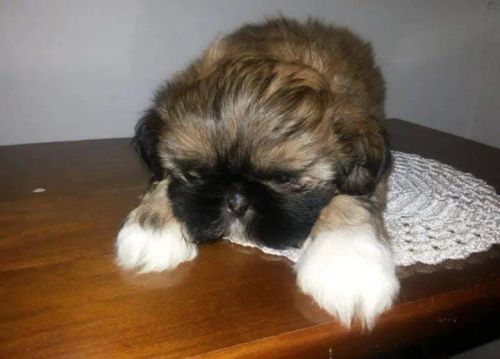 Filhote Shih Tzu 