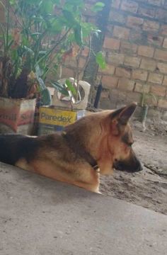 Vendo filhotes de pastor alemão. 