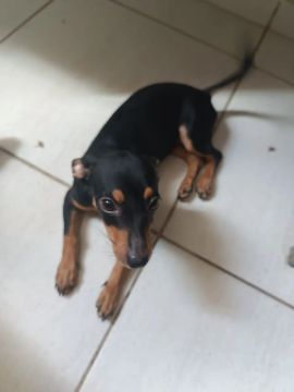 Vende-se um filhote de Pincher fêmea 