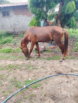 Cavalo dócil 