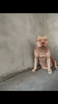 PitMoster