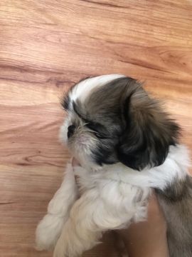 Filhote Shih Tzu MACHO raça pura 
