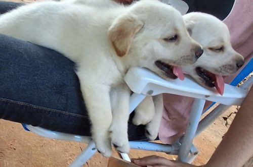Dois filhotes de Labrador ...PREÇO DESPENCOU!!!!!