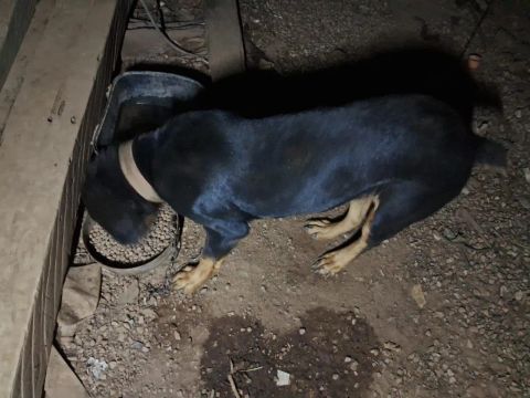 Rottweiler fêmea 1ano e meio