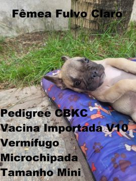 Filhotes Bulldog Francês Pedigree CBKC Microchip Vacina Importada Slaviero Mini