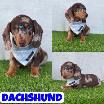 Dachshund (Basset, Copaf, Teckel) Macho aqui no Puppy Stop