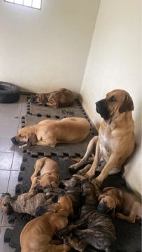 Filhote fila brasileiro 