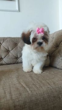 Shih Tzu Fêmea - Filhotes Lindos